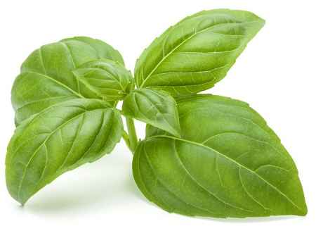 خواص و مضرات ریحان Basil در سایت علی نوروزی