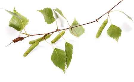 خواص و مضرات توس (غان) White Birch در سایت علی نوروزی