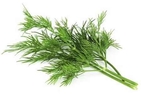 خواص و مضرات شوید Dill در سایت علی نوروزی