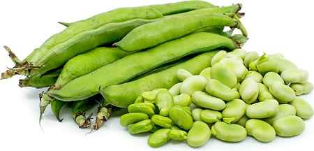 خواص و مضرات باقلا Faba bean در سایت علی نوروزی