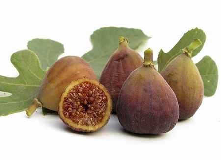 خواص و مضرات انجیر Fig در سایت علی نوروزی