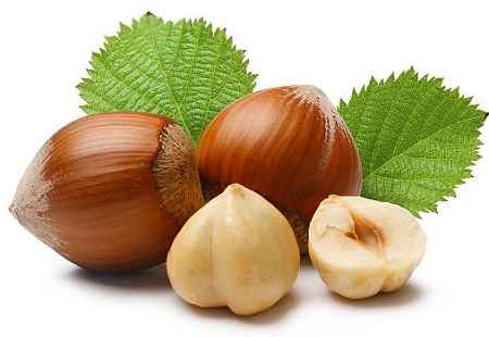 خواص و مضرات فندق Hazelnut در سایت علی نوروزی