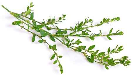 خواص و مضرات علف هفت بند Knotgrass در سایت علی نوروزی