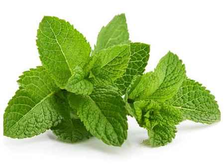 خواص و مضرات نعناع Peppermint در سایت علی نوروزی
